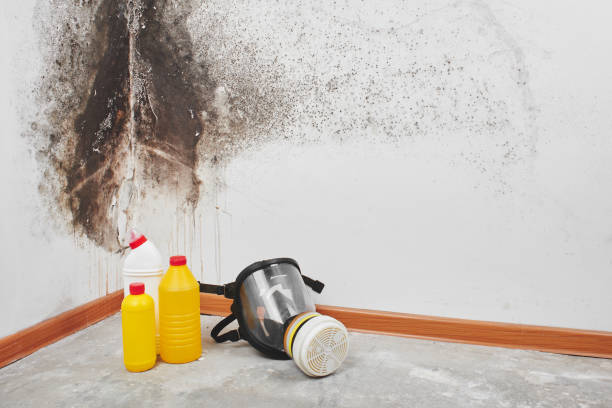 Best Mold Removal Company Near Me  in Grizzly Flats, CA