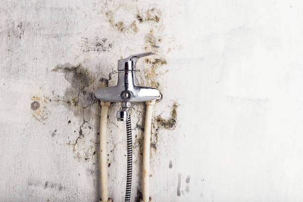 Best Local Mold Removal Service  in Grizzly Flats, CA