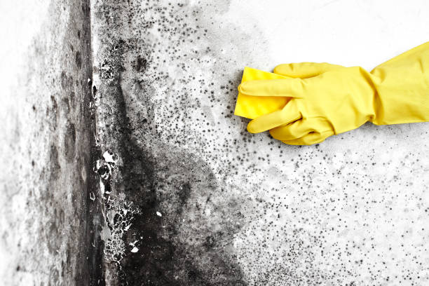 Best Mold Remediation  in Grizzly Flats, CA