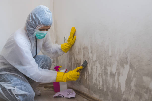 Best Mold Testing  in Grizzly Flats, CA