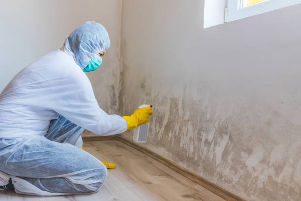 Home Mold Removal in Grizzly Flats, CA