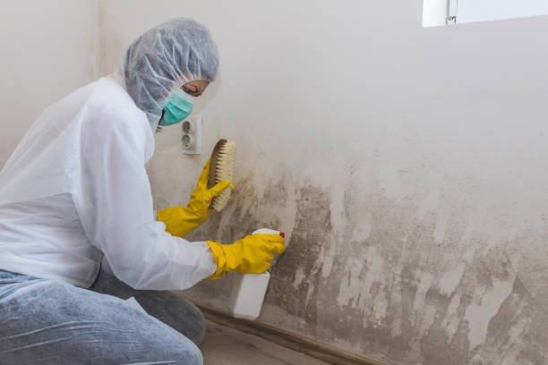 Best Mold Removal Near Me  in Grizzly Flats, CA