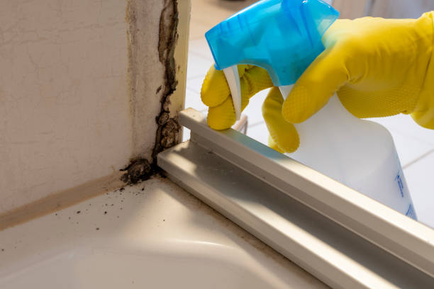 Best Same-Day Mold Removal  in Grizzly Flats, CA