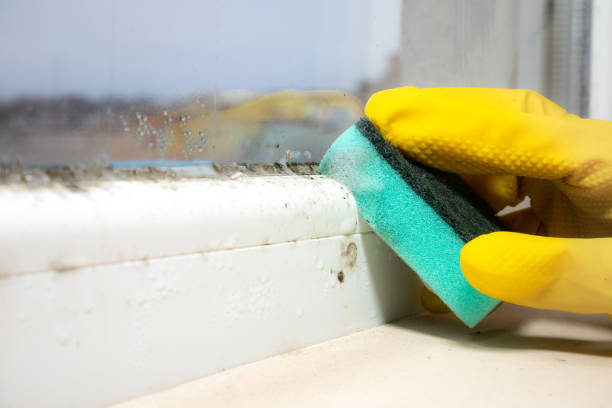 Best Mold Removal Company Near Me  in Grizzly Flats, CA