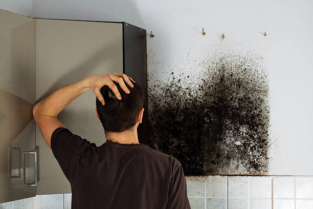 Professional Mold Removal in Grizzly Flats, CA