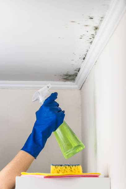 Best Local Mold Removal Service  in Grizzly Flats, CA