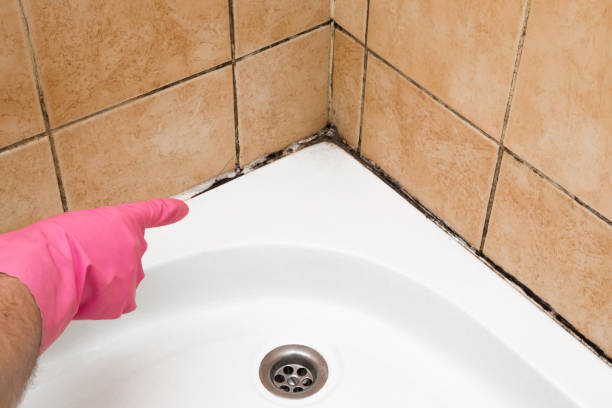 Best Certified Mold Removal  in Grizzly Flats, CA